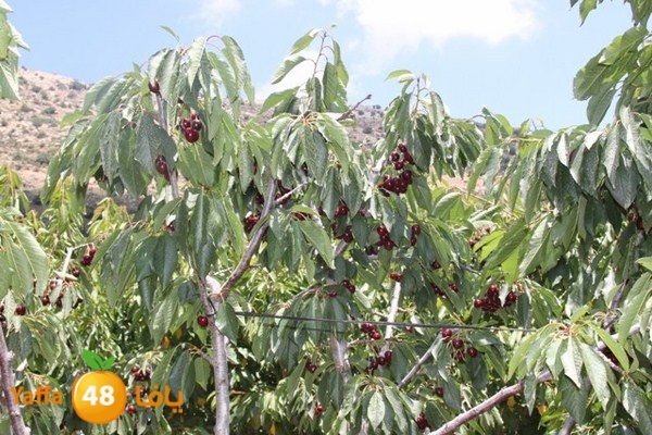 bayareq re7la shamal 0612 (86).JPG